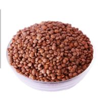 عدس